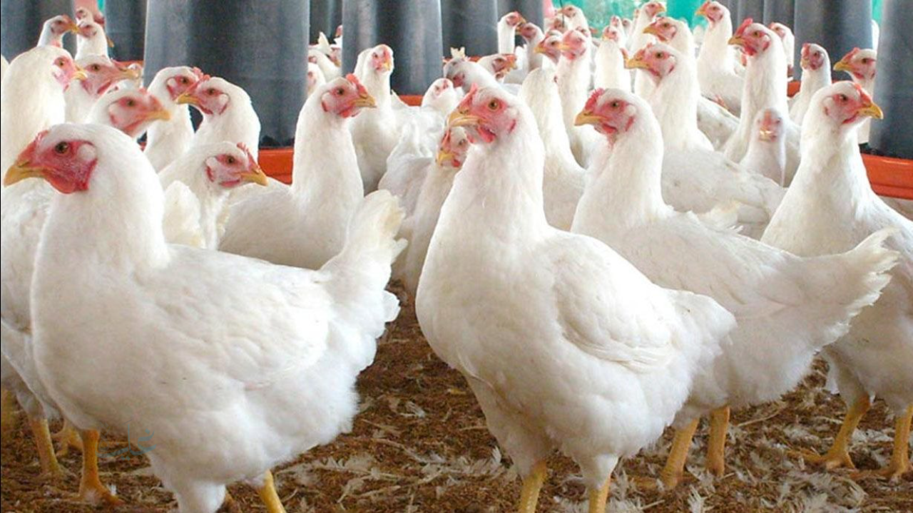 أسعار الفراخ البيضاء اليوم في بورصة الدواجن وسط هدوء حركة السوق