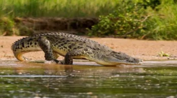 تمساح النيل يلتقط صياد هرب من الفيل في زامبيا.. قصة مأساوية على نهر لوانغوا