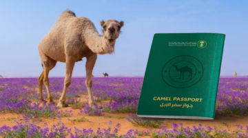 إطلاق «جواز سفر الإبل» في السعودية خطوة جديدة لتنظيم السوق وحماية الثروة الحيوانية
