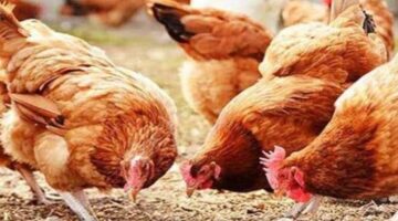 مفاجأة غير متوقعة في أسعار الفراخ والبيض مع تعاملات اليوم الخميس 12 فبراير 2026  