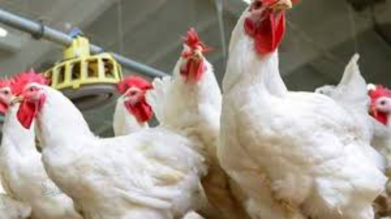 استقرار أسعار الفراخ اليوم الأحد 22 مارس 2026 في بورصة الدواجن والأسواق