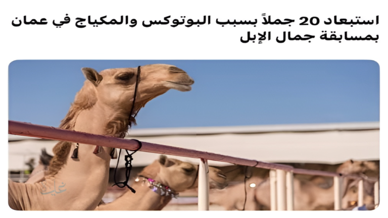 بسلطنة عمان.. استبعاد 20 جملاً بسبب عمليات تجميل في مسابقة جمال الإبل