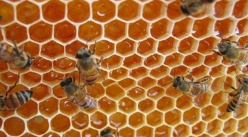 6 نصائح مهمة لمُربي النحل لمواجهة ارتفاع درجات الحرارة وحماية إنتاج العسل