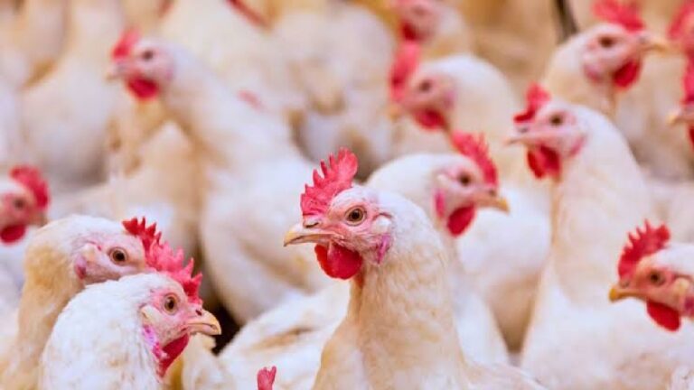 أزمة الدواجن في تونس