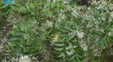 أشجار النيم في جازان - حلول طبيعية لتعزيز الاستدامة وتحسين جودة البيئة الحضرية