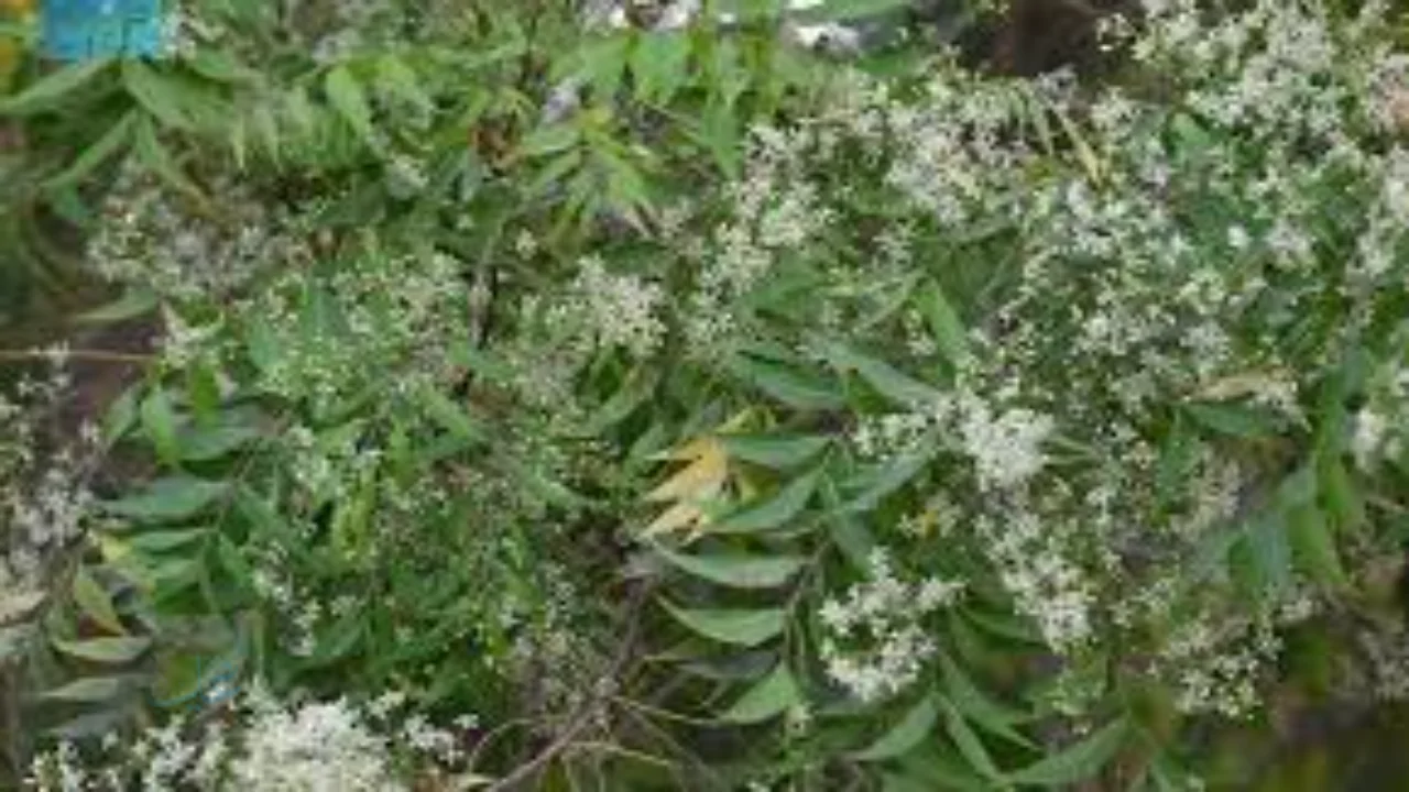 أشجار النيم في جازان – حلول طبيعية لتعزيز الاستدامة وتحسين جودة البيئة الحضرية