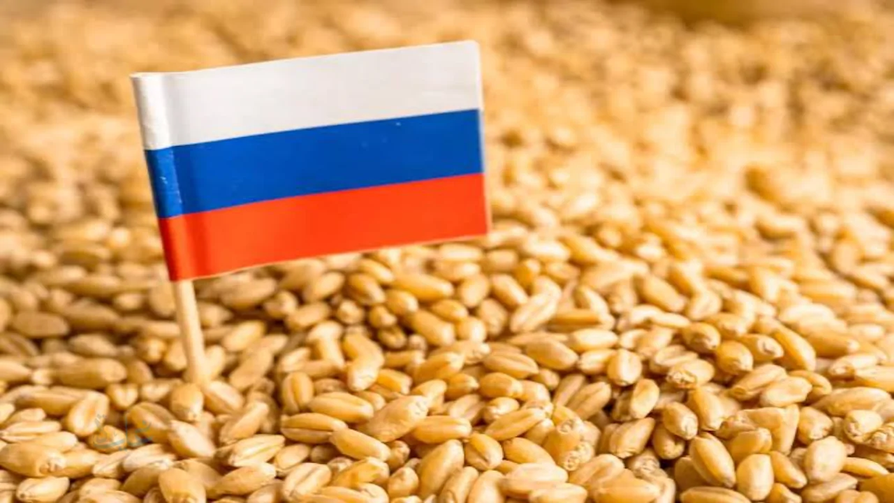 الطقس الملائم يعزز صادرات القمح الروسي ويحافظ على استقرار السوق