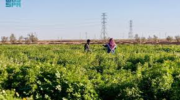 رفحاء تزدهر بغطاء نباتي ربيعي يعيد الحياة إلى الصحراء ويعكس تنوعًا بيئيًا فريدًا