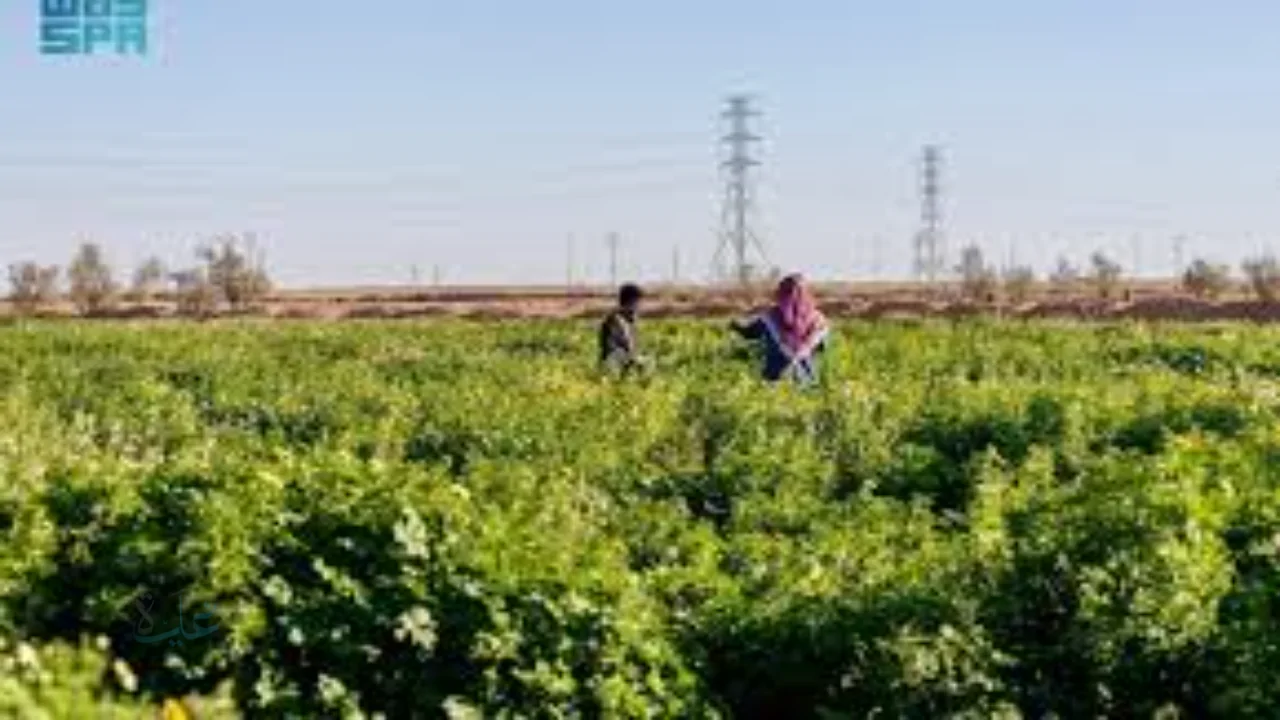 رفحاء تزدهر بغطاء نباتي ربيعي يعيد الحياة إلى الصحراء ويعكس تنوعًا بيئيًا فريدًا