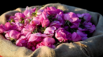 السعودية تستهدف طفرة إنتاجية في الورد الطائفي ليرتفع إلى ملياري وردة سنويًا