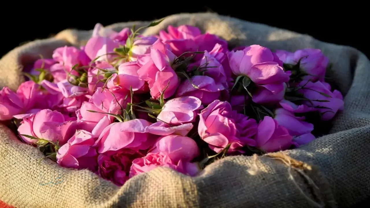 السعودية تستهدف طفرة إنتاجية في الورد الطائفي ليرتفع إلى ملياري وردة سنويًا