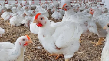 نقص في الانتاج .. أزمة الدواجن في تونس 2026 وزيادة في أسعارها