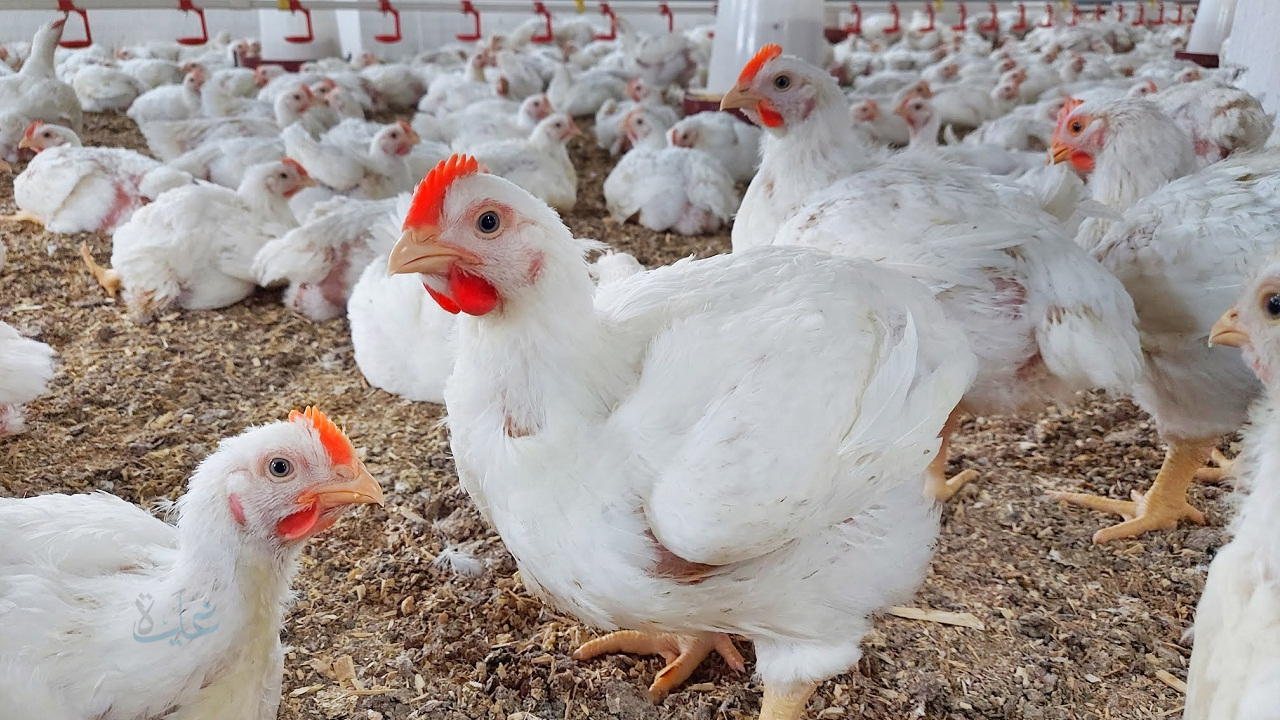 نقص في الانتاج .. أزمة الدواجن في تونس 2026 وزيادة في أسعارها